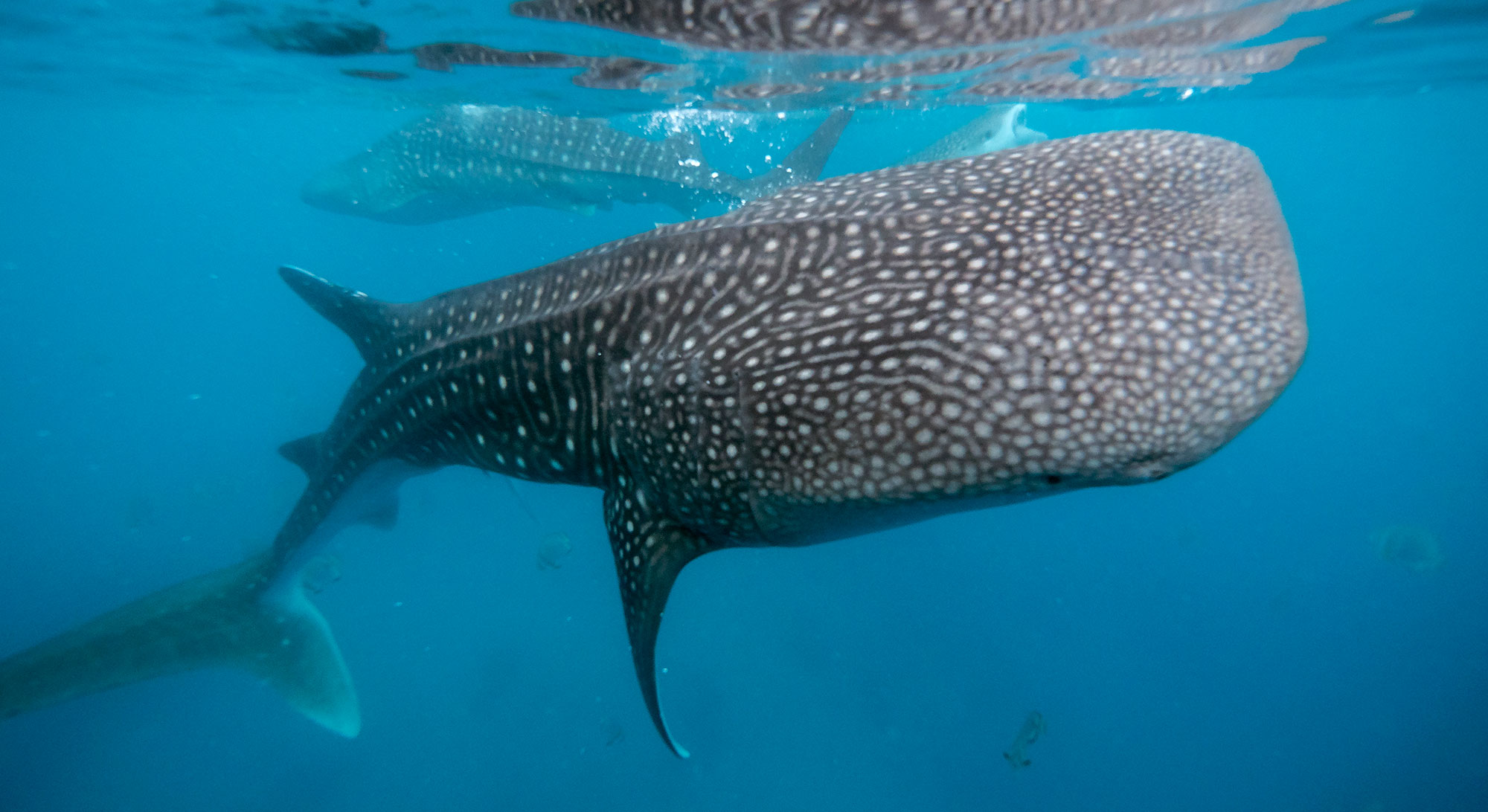 whale shark in Oslob